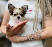 Niesamowita FCI długowłosa sunia chihuahua