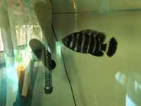 Tilapia zebra macho