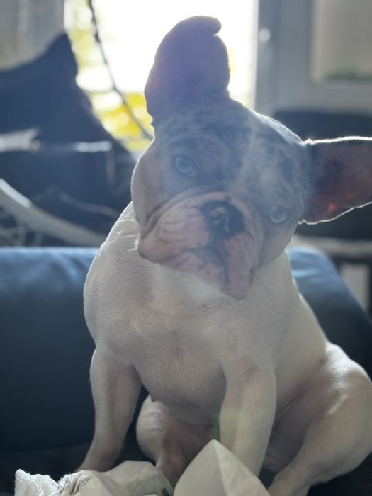 Buldog Francuski suczka