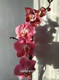 Бронь.Орхідея фаленопсис leco fantastic. Прикоренева дітка