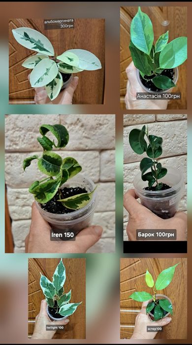 аихризон Циперус Красула