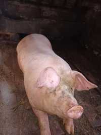 Продам свиню без хімії 300 кг
