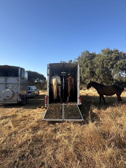 Transporte de cavalos