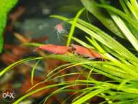 Креветка вишня (Neocaridina davidi var. red)