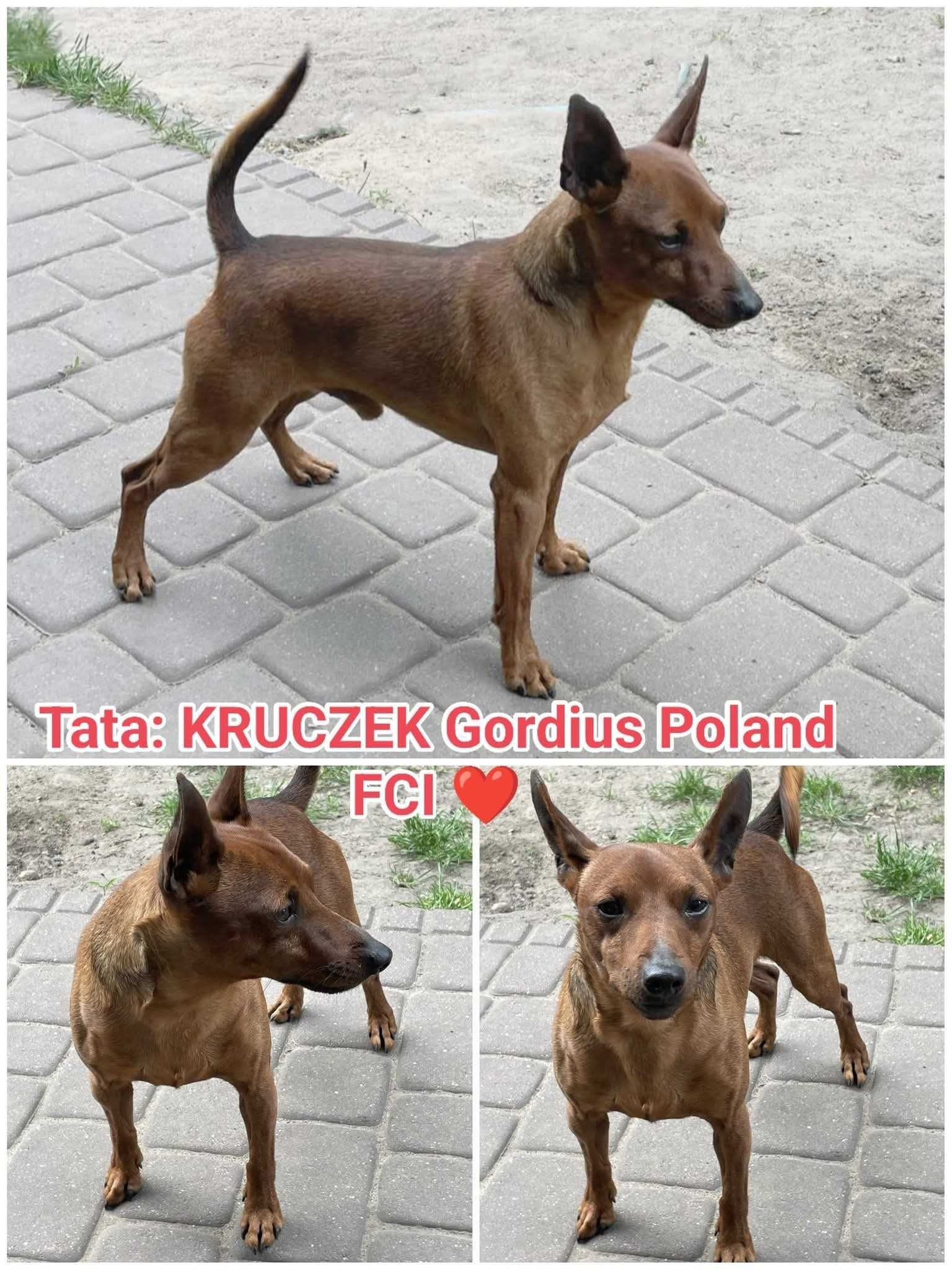 Pinczer Miniaturowy po Ch.PL - okazja! Rodowód FCI, okolice W-wy
