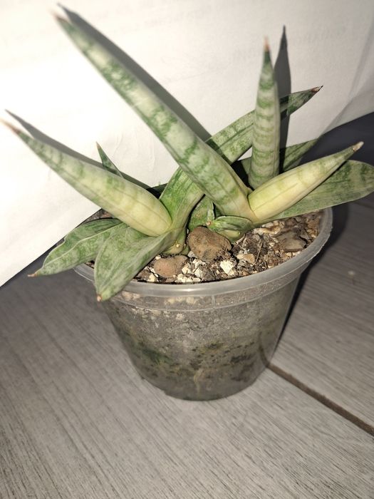 Рідкісні сансевієрії арбойо срібний і Bonsel Angel