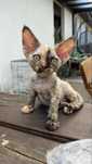 devon rex kotka . FPL - rodowod , hodowlana