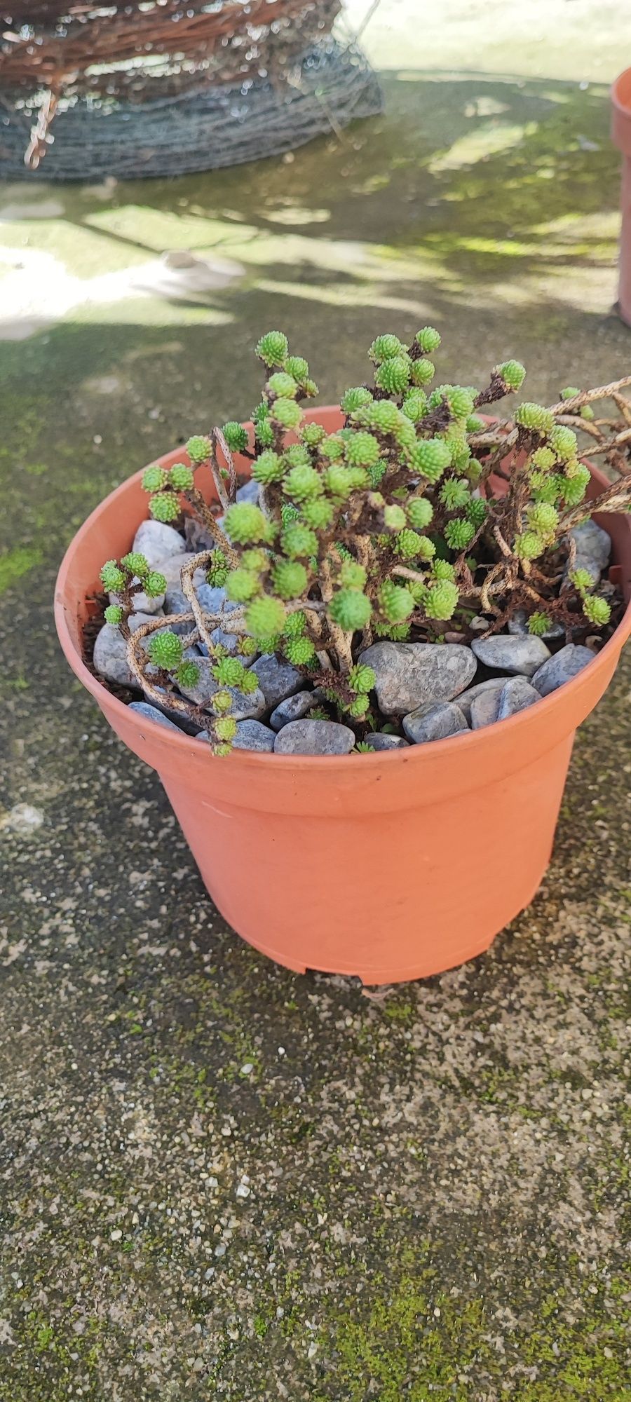Planta suculenta