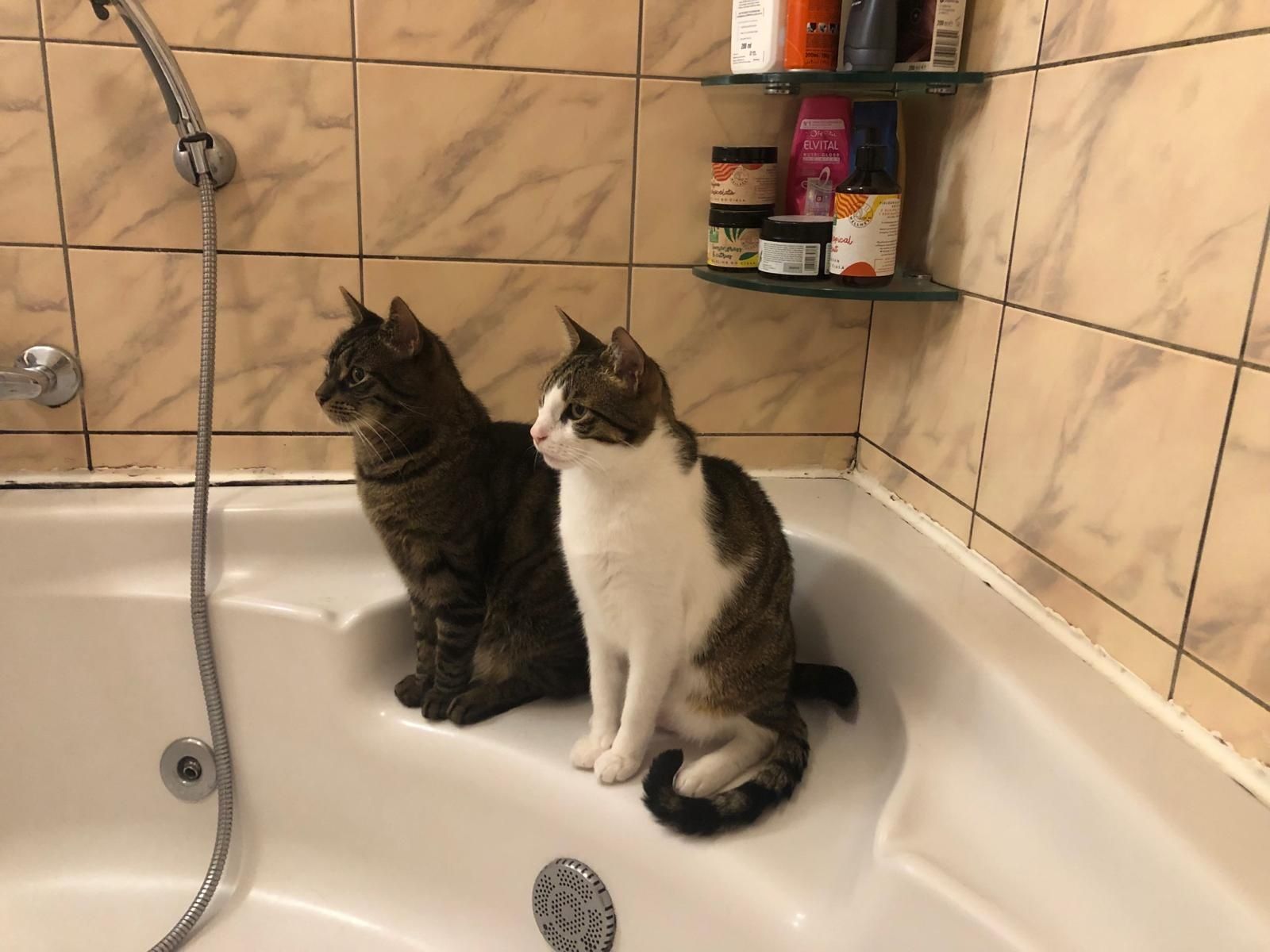 Kocie Bracia szukają Domu