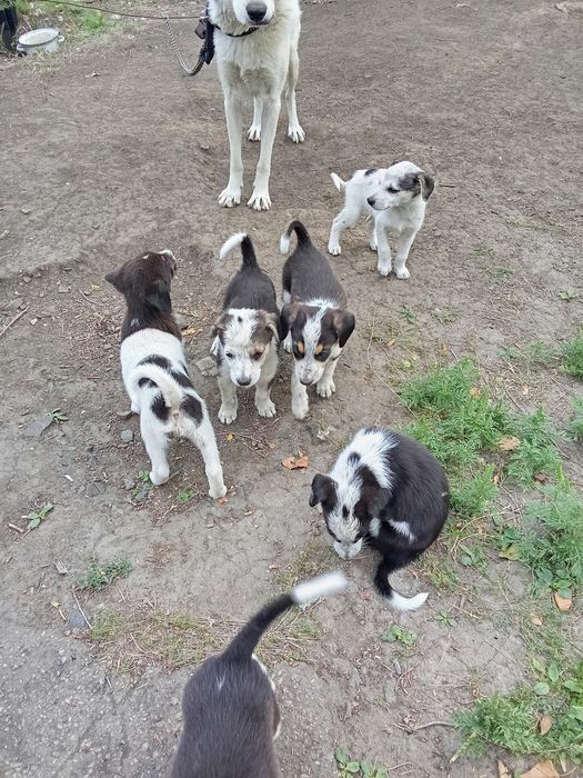 Цуценята в добрій руки