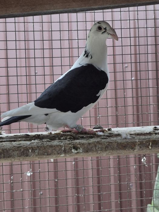 Gołebie Staropolskie