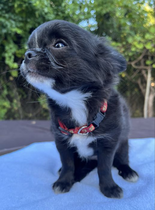 Chihuahua suczka ZKwP/FCI