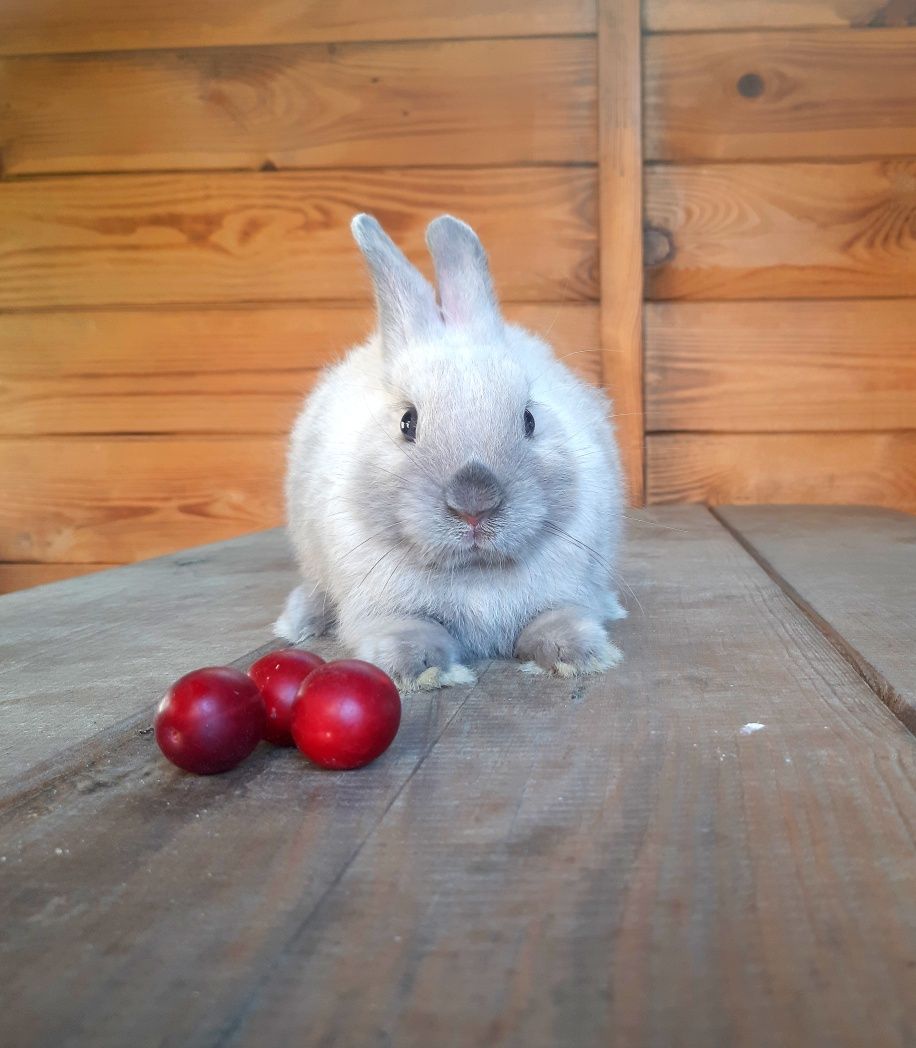 Карликовый мини кролик,міні кролик,голландський сіамський,сиамский
