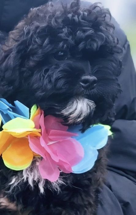 Suczka Shihpoo shih tzu pudel hybryda jak Cavapoo Maltipoo szczenięta