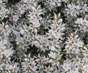 Zatrwian tatarski Limonium tataricum statycja