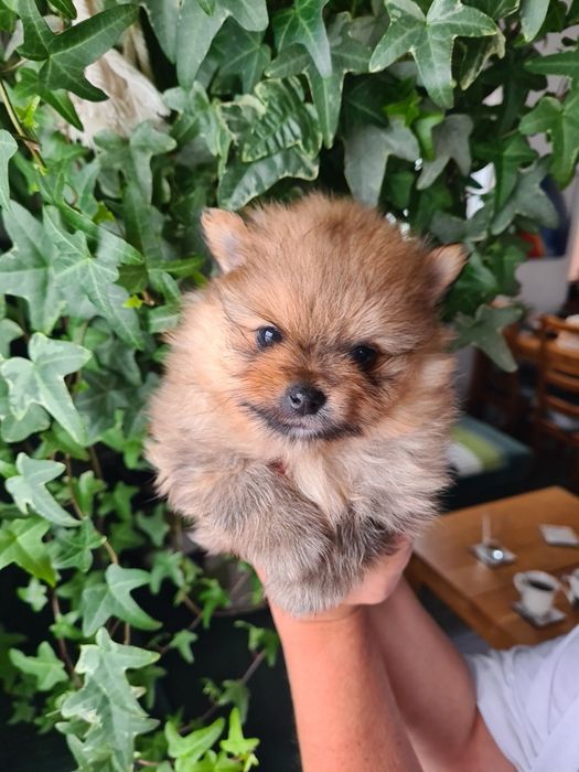 Szpic miniaturowy pomeranian  - piesem