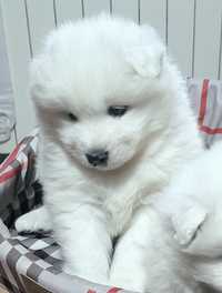 Sprzedam sunie Samoyeda