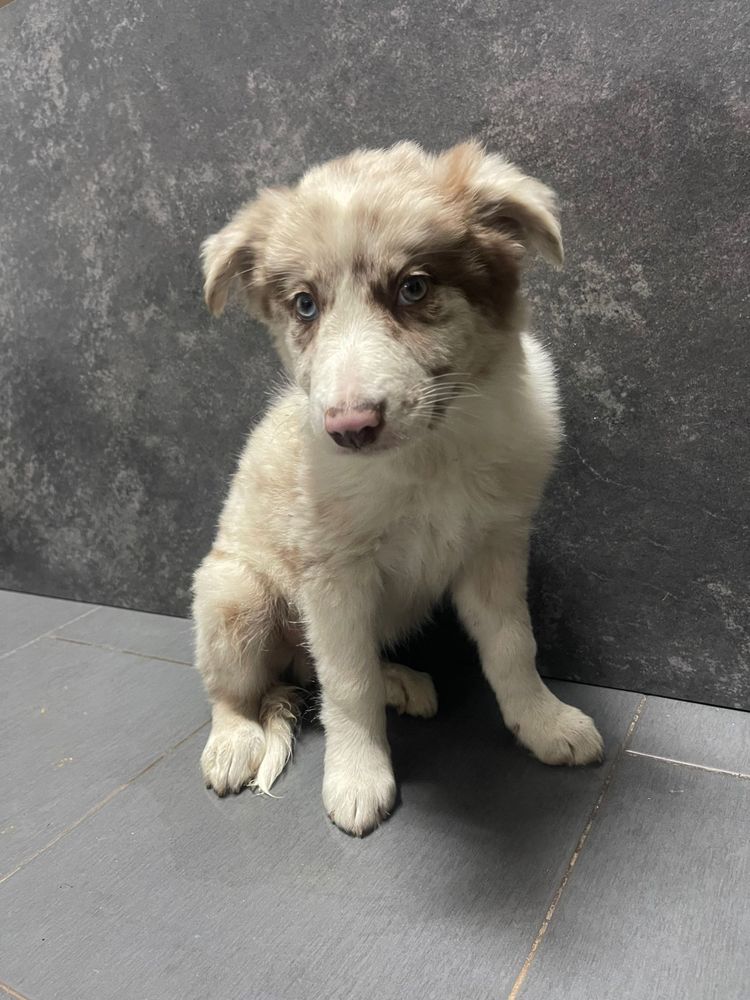 Border Collie Macho Red merle