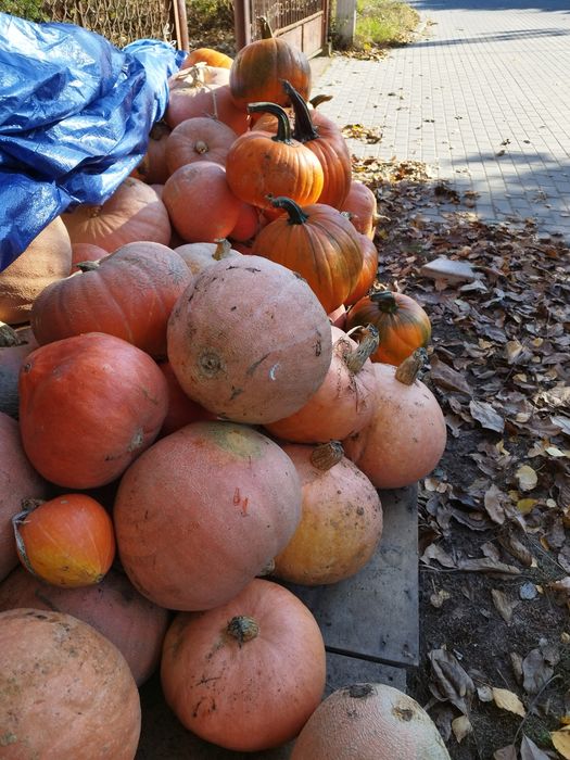Dynia Halloween, duża wielkośc różne rodzaje