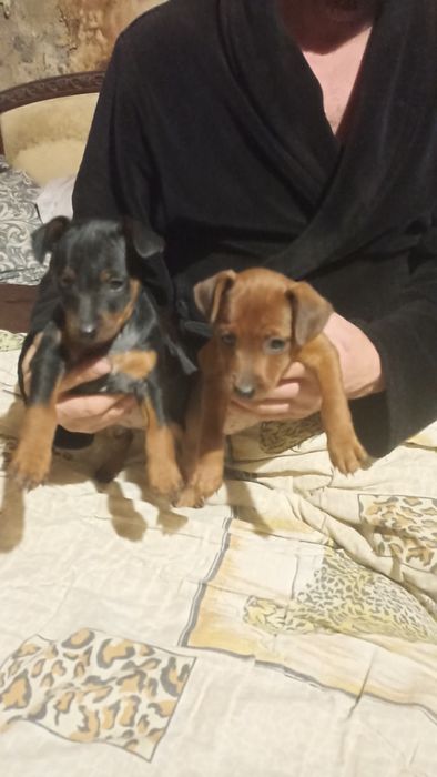 Щенки цвергпинчера