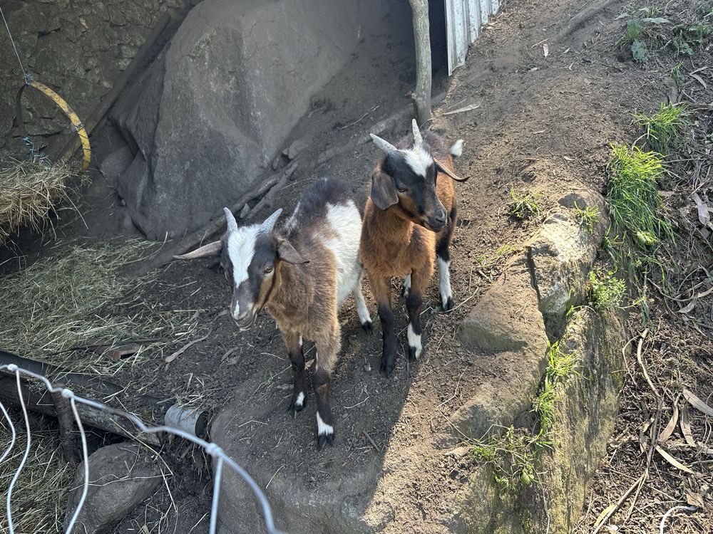 Cabrito macho 4 meses