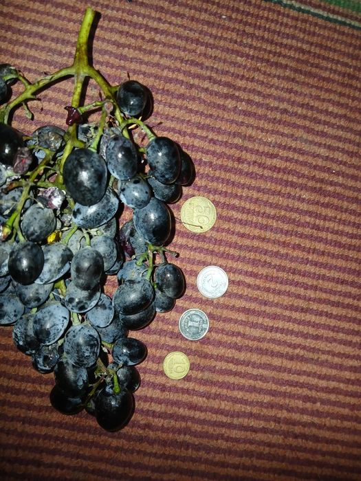 Виноград Восторг  +Виктория+Изабелла  Очень спелый. Для сока и вина .