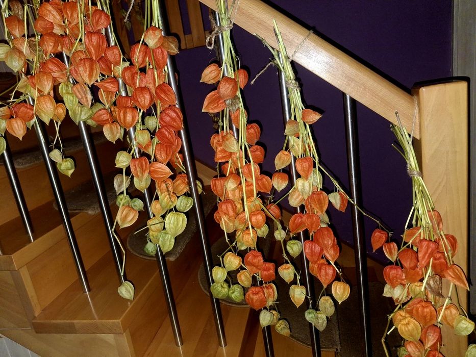 Miechunka bukiet lampiony