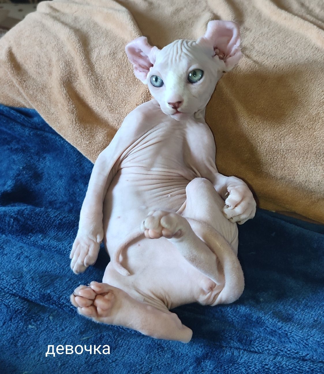 Котята сфинкс эльф