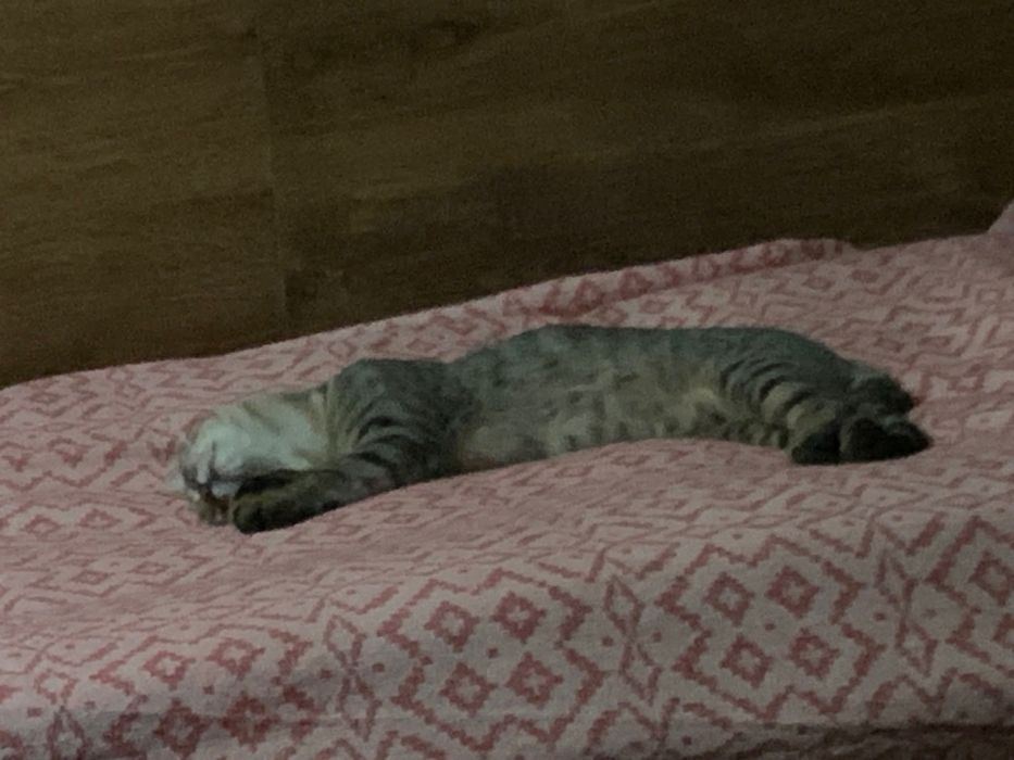 Котик 5 місяців шукає родину