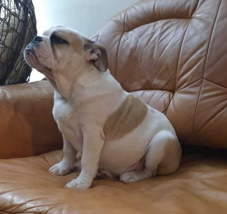 Buldog Angielski Sunia