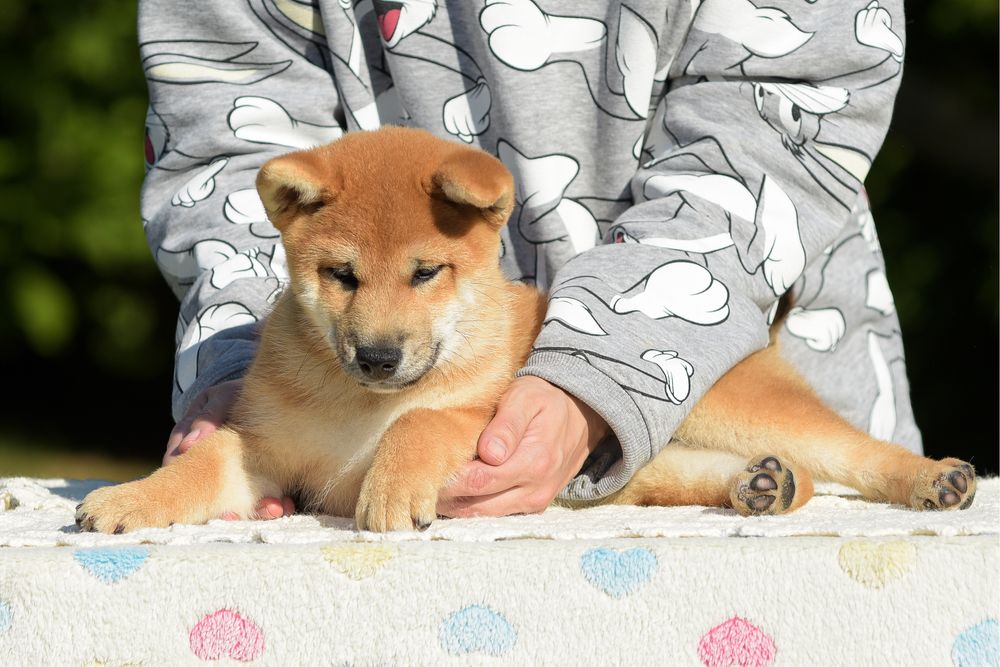 Маленький самурай шиба іну shiba сиба