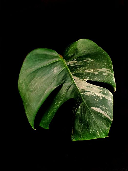 Monstera varigata. Szczyt.