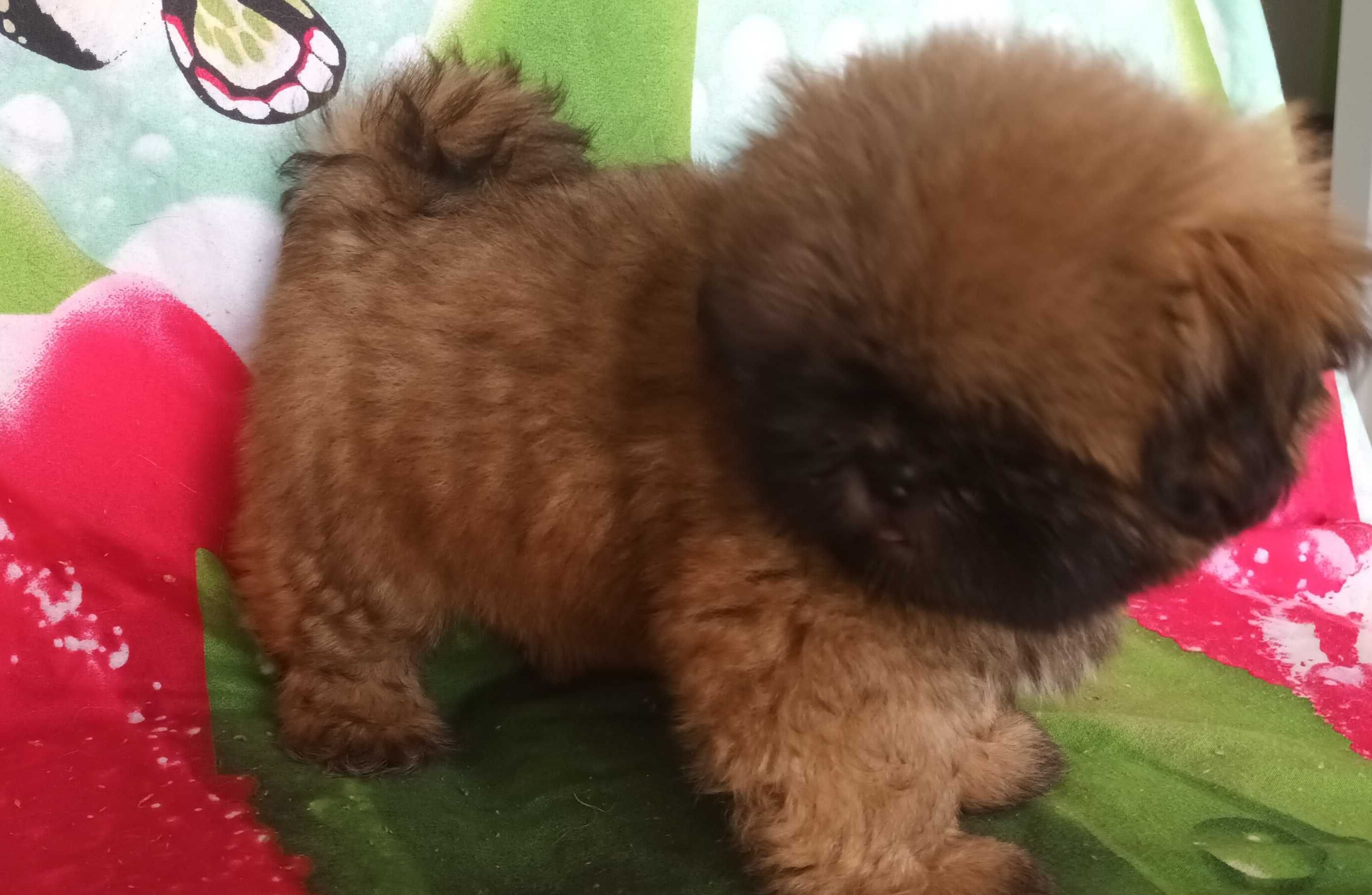 Shih Tzu z rodowodem SWKIPR WKU Polskie Porozumienie Kynologiczne