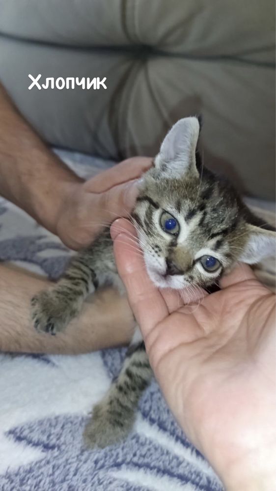 Казкові кошенята ШУКАЮТЬ родини!