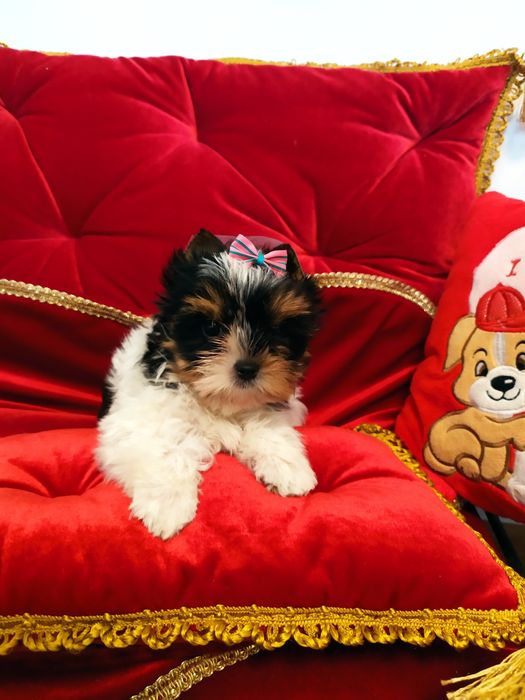 Suczka Biewer Yorkshire terrier z metryka ZKwP/ FCI