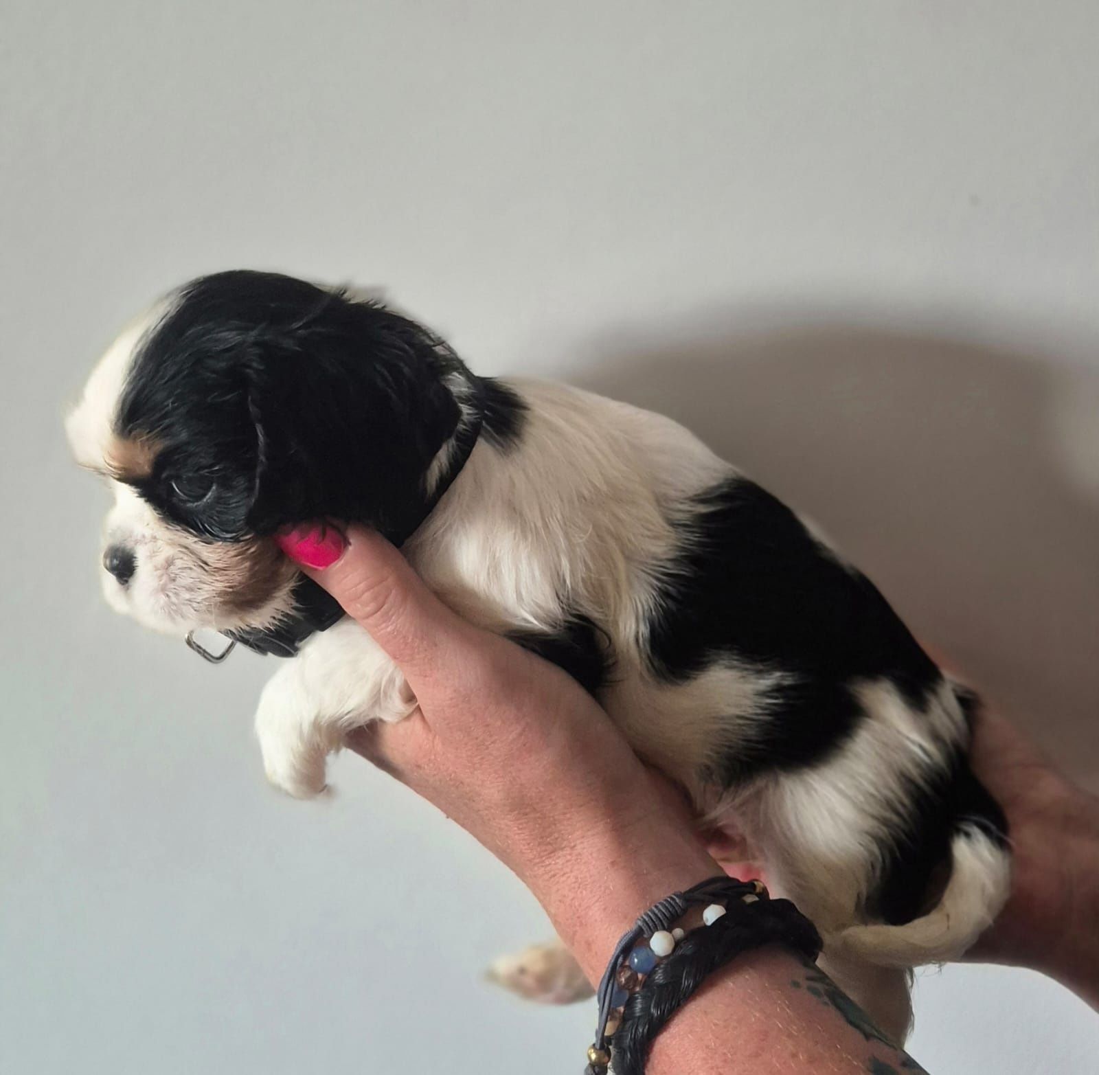 Cavalier king charles spaniel