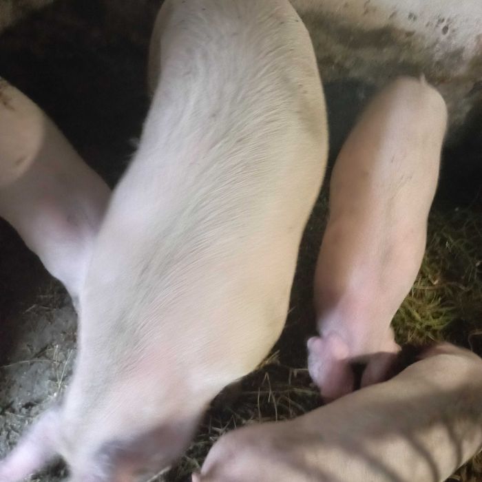 Свиня м'ясна продам.