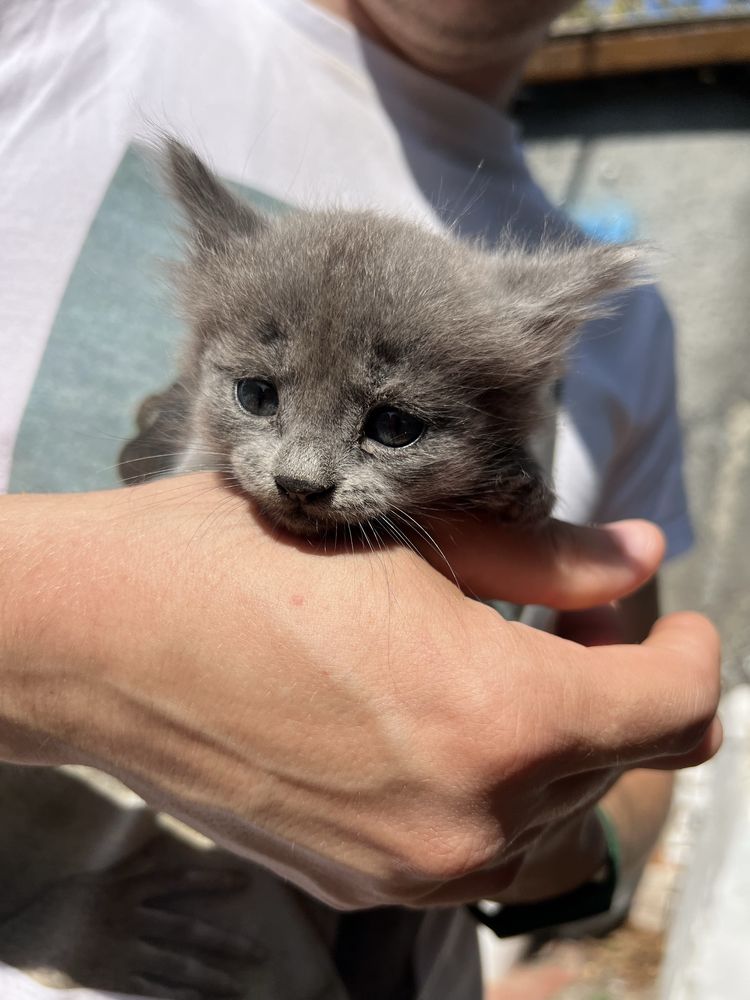 Віддам в добрі руки кошенят
