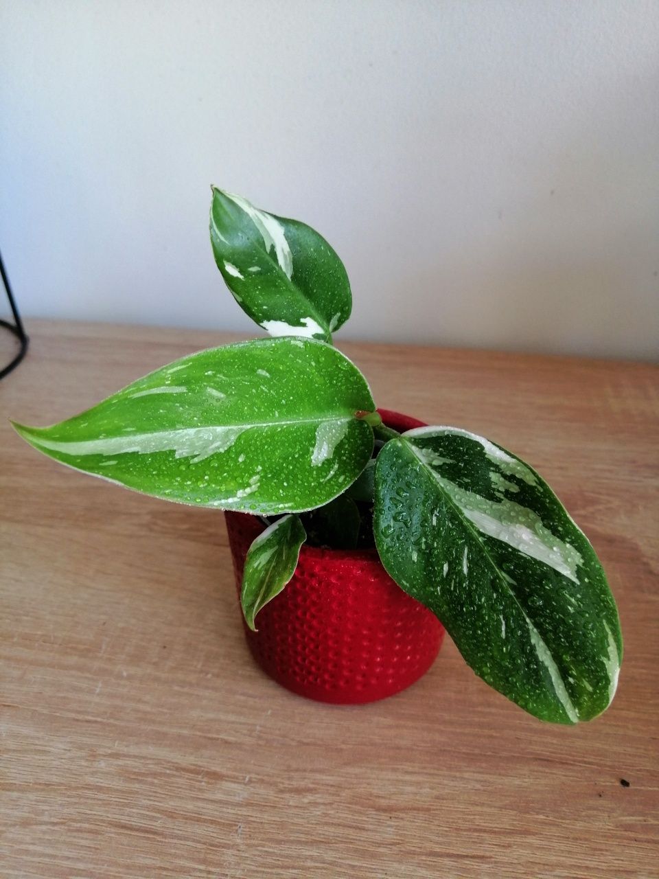 Epipremnum, filodendron, begonia i inne.