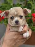 CHIHUAHUA piesek dwumiesięczny szczeniak Na sprzedaż – chihuahua piese
