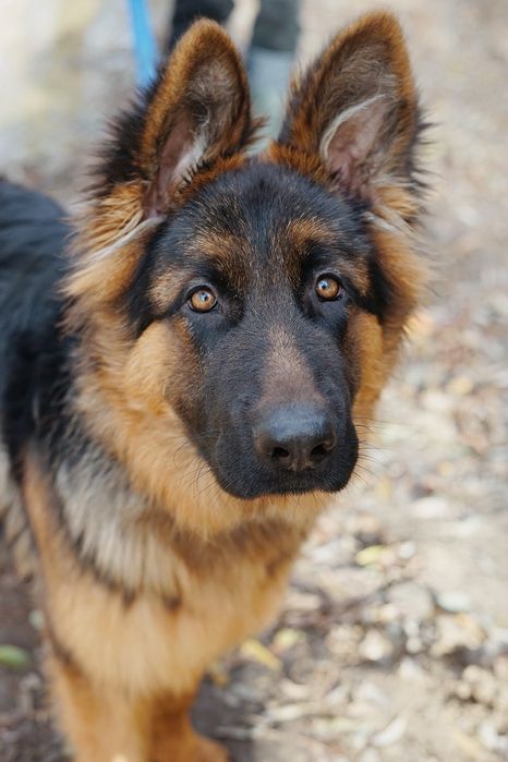 7-miesieczny Takos szuka domu