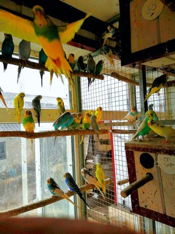 Папуги молоді пташенята хвилястих папуг