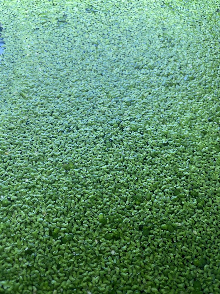 Plantas flutuantes