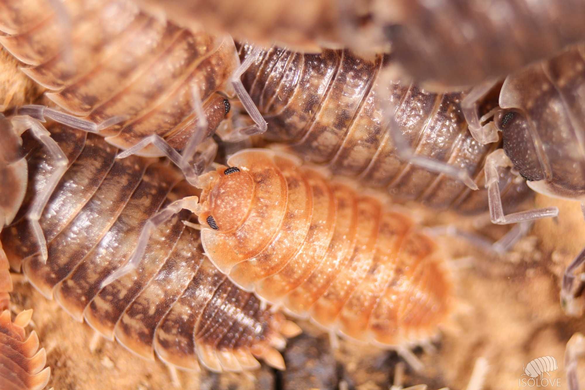 Porcellio obsoletus “chocolate”, równonogi, isopoda, nowość