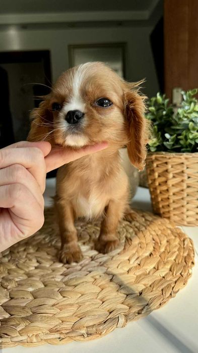 Chłopczyk Cavalier King Charles Spaniel Ruby