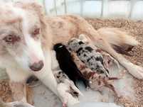 Border collie cachorro