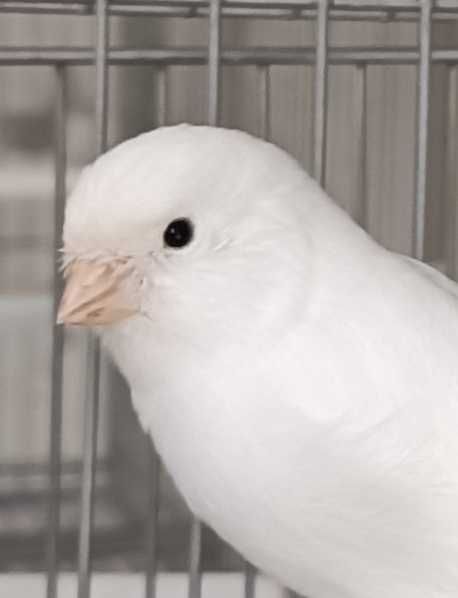 Canários machos - Brancos Recessivos