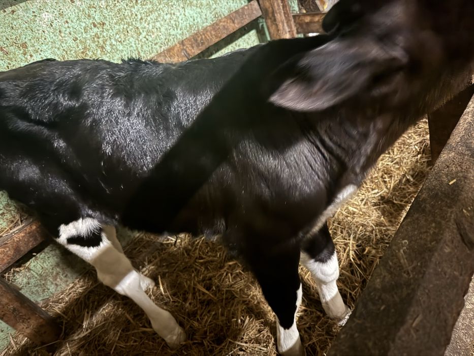 Sprzedam cielaki 2 tyg- jaloszka angus , byczek mieszaniec