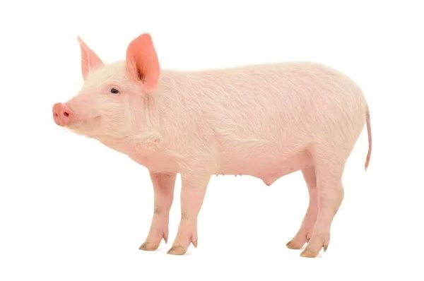 Продам свиней 50 -60 кг
