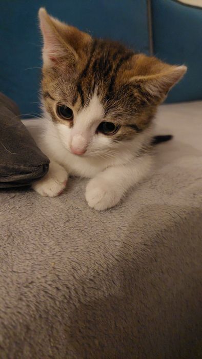 Oddam małego kocurka